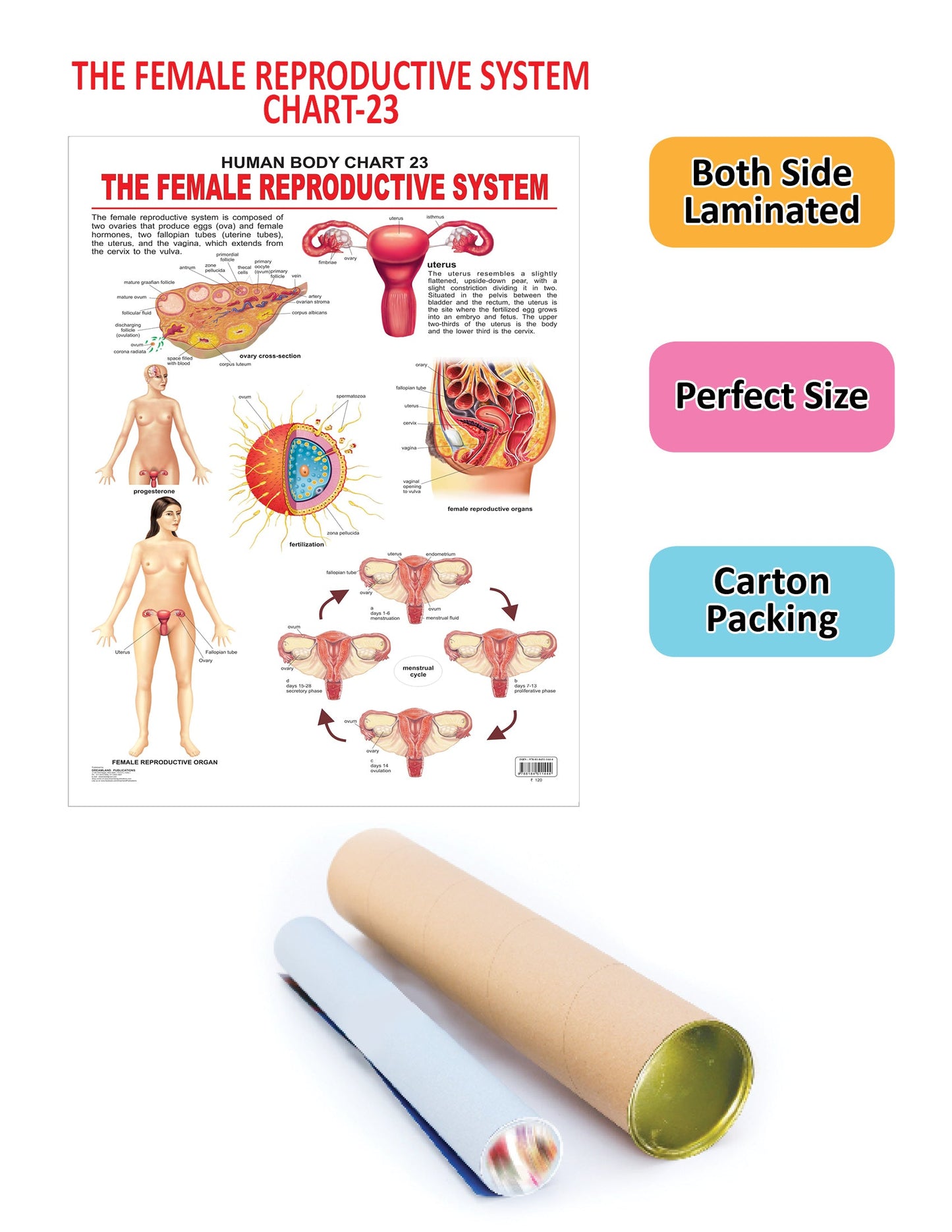 Dreamland Publications Educational Chart for Kids - The Female Reproductive System