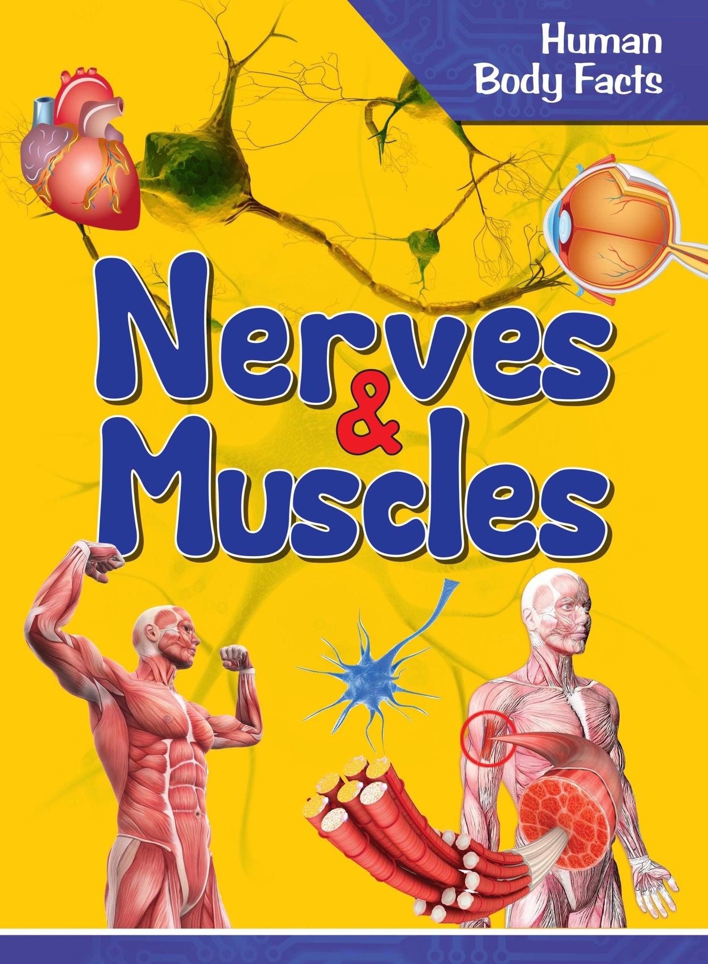 Nerves & Muscles : Human Body Facts - Om Books