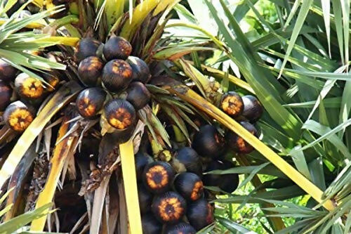 Ammi Samayal Palm Sugar Crystals Panangkarkandu