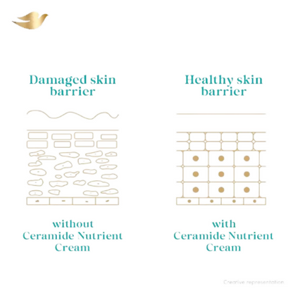 Dove Advanced Sensitive Care Body Wash With Ceramide & Nutrient Cream