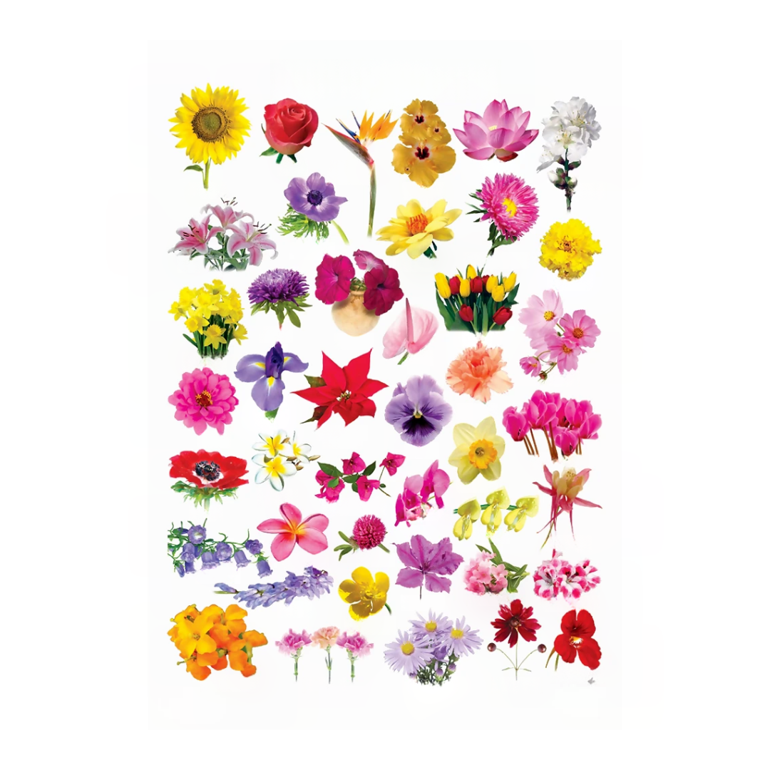 Dreamland Publications Educational Chart for Kids - Flower