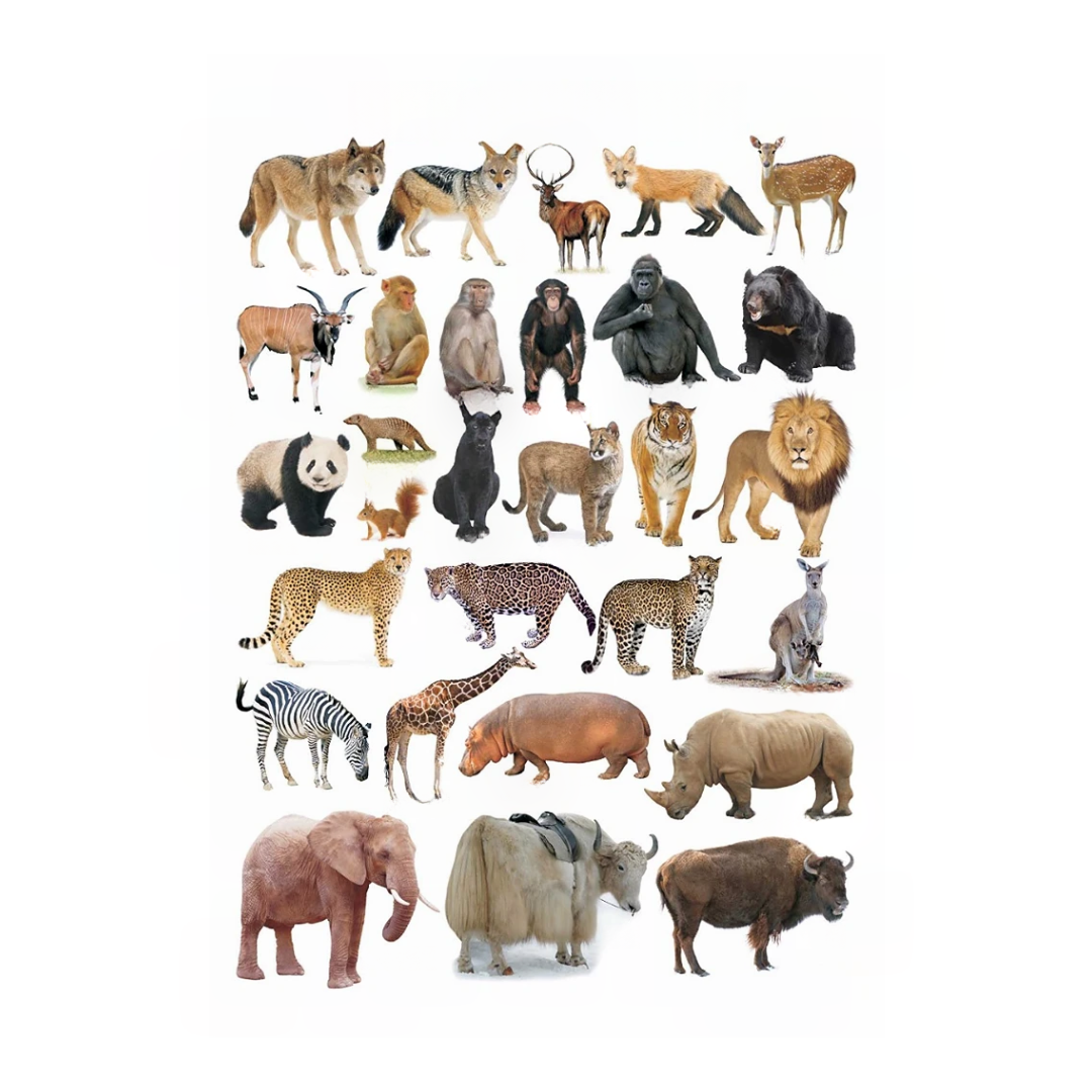 Dreamland Publications Educational Chart for Kids - Animals-2