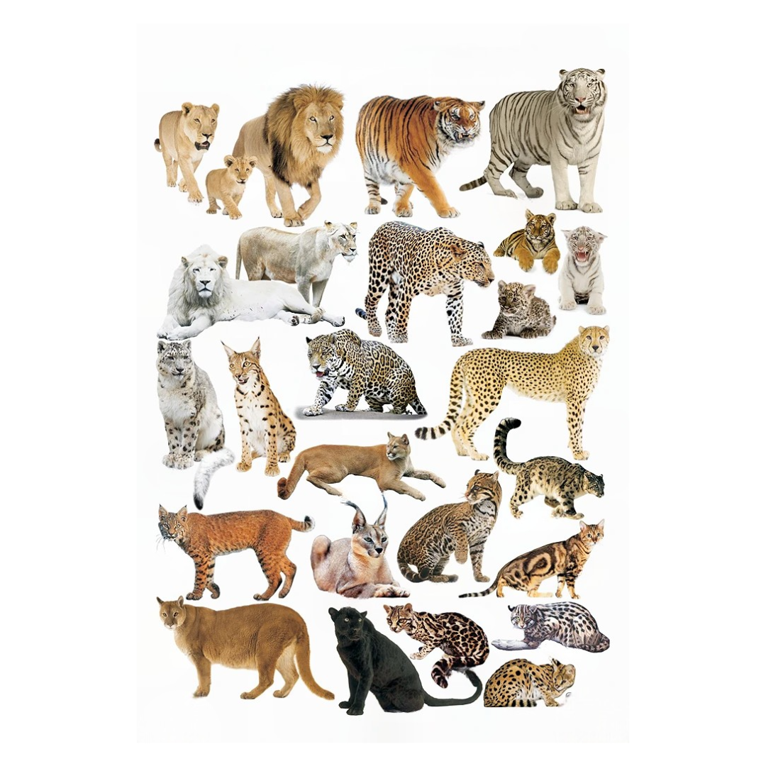 Dreamland Publications Educational Chart for Kids - Cat Family Chart