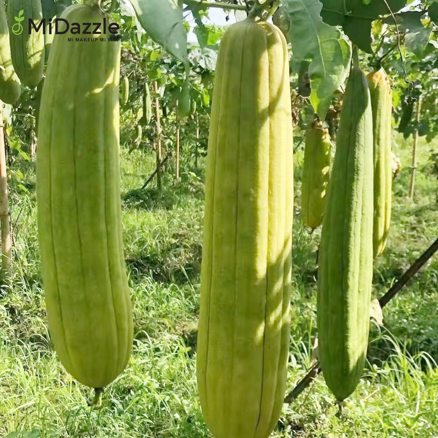 MiDazzle Loofah (Round) MIOL6103