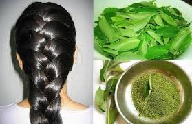 Go Organic Curry Leaves Powder for Grow Long, Strong And Shiny Hair ( 150 Grm )