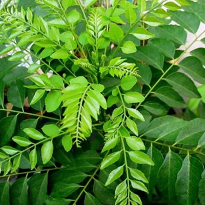 Jioo Organics Dried Curry Leaves - 50 gms