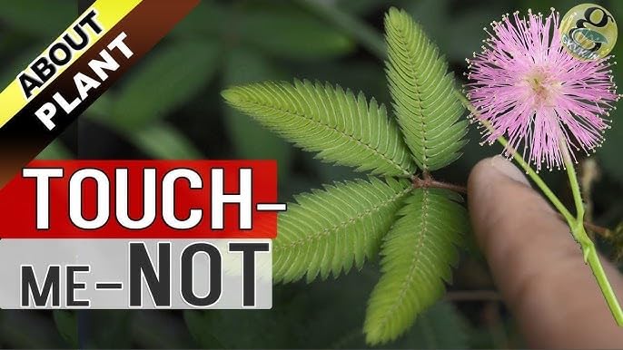 Namo Organics - Touch Me Not Plant Root Powder - 100 gm Mimosa Pudica | Lajjalu | Lajwanti 100gm
