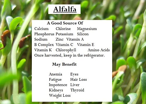 Go Organic Alfalfa Grass Juice Powder 100 gm