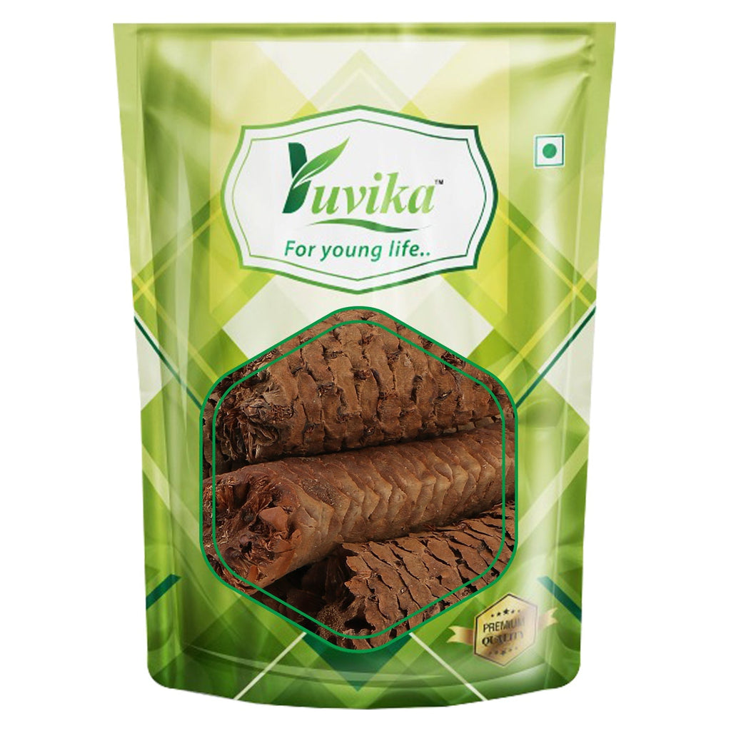 Yuvika Gaj Pipal - Sccindapsus Officinalis