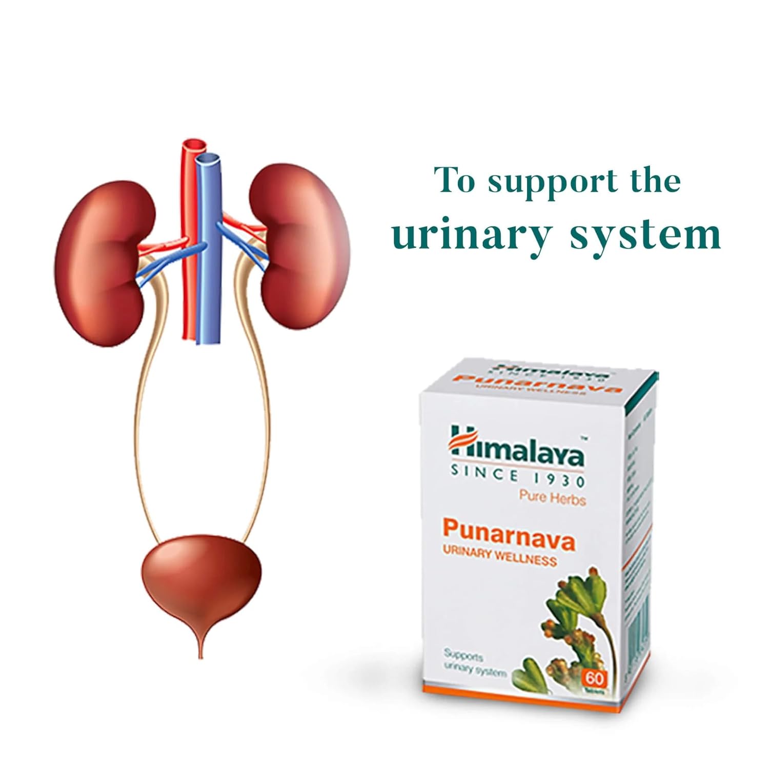 Himalaya Punarnava Tablets - 60 count (Pack of 1)