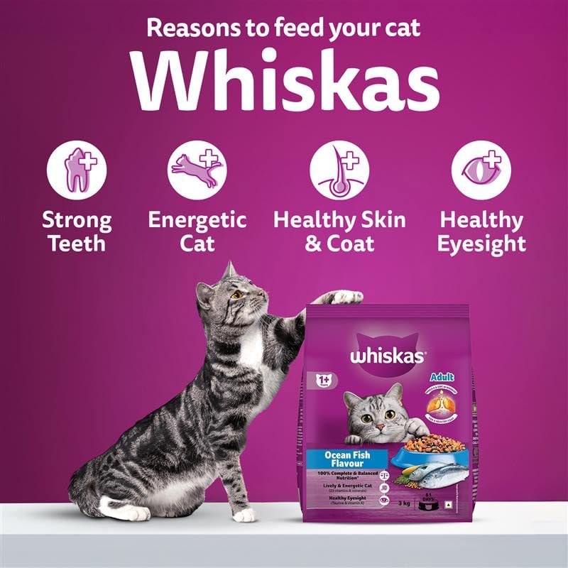 Whiskas Adult (1+ Years) Dry Cat Food, Ocean Fish Flavour, 480 g, Contains 41 Essential Nutrients, Complete & Balanced Nutrition for Adult Cats