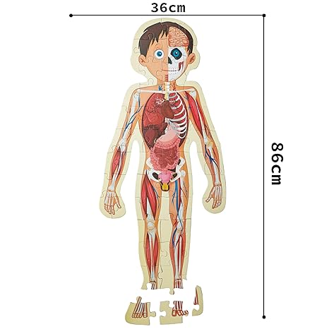 The Book Tree Human Body Puzzle for Kids 50+ Pieces Detailed Illustrations Learning Experience
