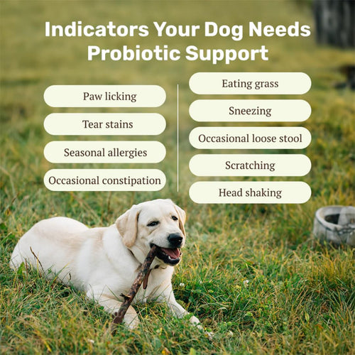 Absolut Pet Dog Supplement for Gut Health, Probiotics for Dogs That Reduces Scratching & Paw-Licking (30 Chews)