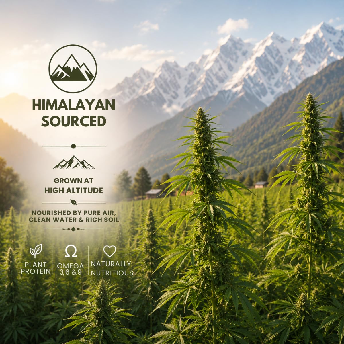 Earthen Story Hemp Hearts, 150g | Himalayan Origin Shelled Hemp Seeds | Rich in Plant Protein & Omega 3 | Lab Tested for Pesticide Residues | Mild Nutty Taste | Superfood for Smoothies, Salads & Breakfast