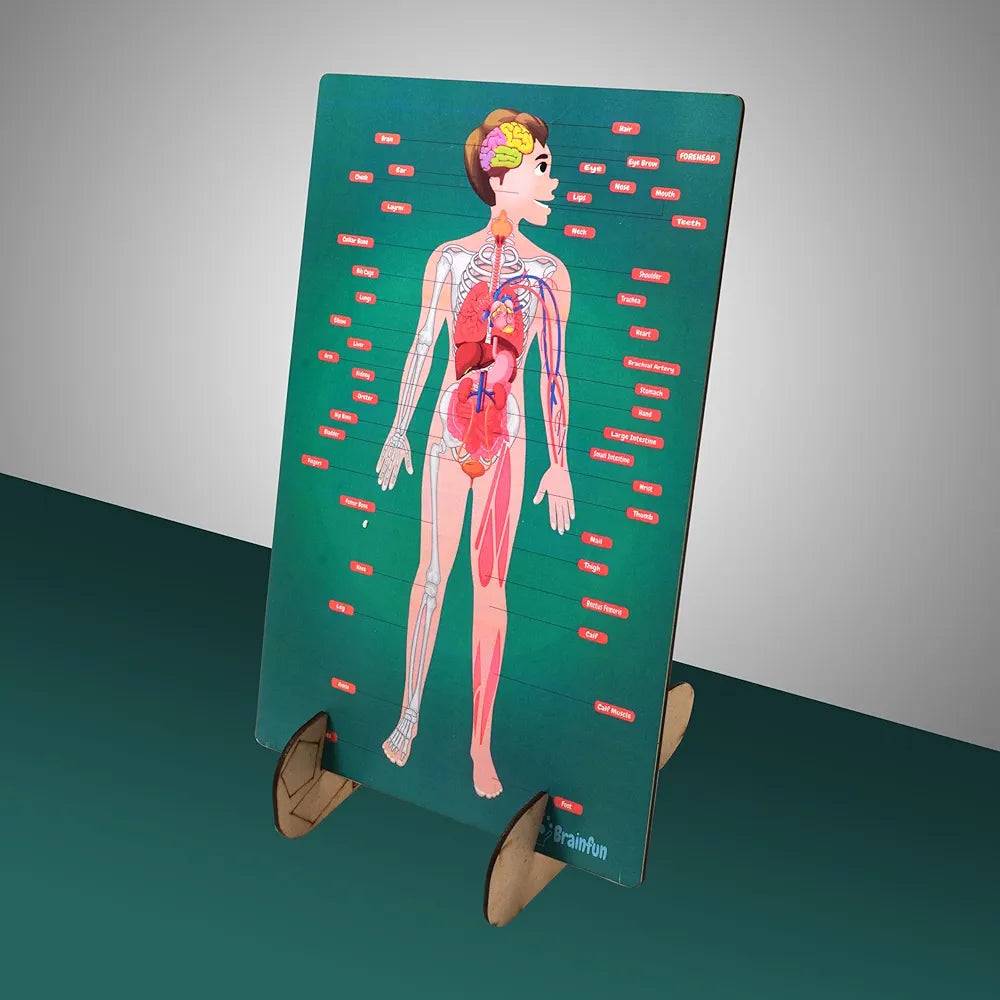 Lefan Human Body Parts Puzzle for Kids Anatomy Body Part Learn About Organs Best Birthday for Boys Girls 5-6-8-10-12 Years Educational Science Toy