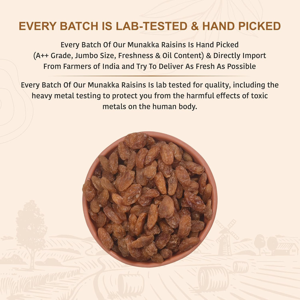 Nutty Organics Munaka Raisins 250 Gm | Nutritious| Rich in Iron | Tasty & Healthy Nuts Dry Fruits | Rich in Protein