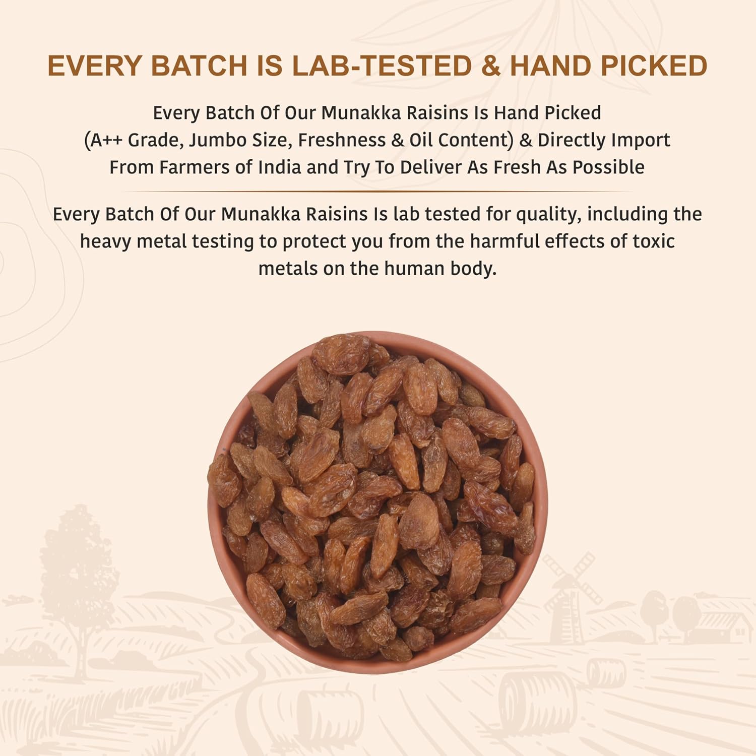 Nutty Organics Munaka Raisins 250 Gm | Nutritious| Rich in Iron | Tasty & Healthy Nuts Dry Fruits | Rich in Protein