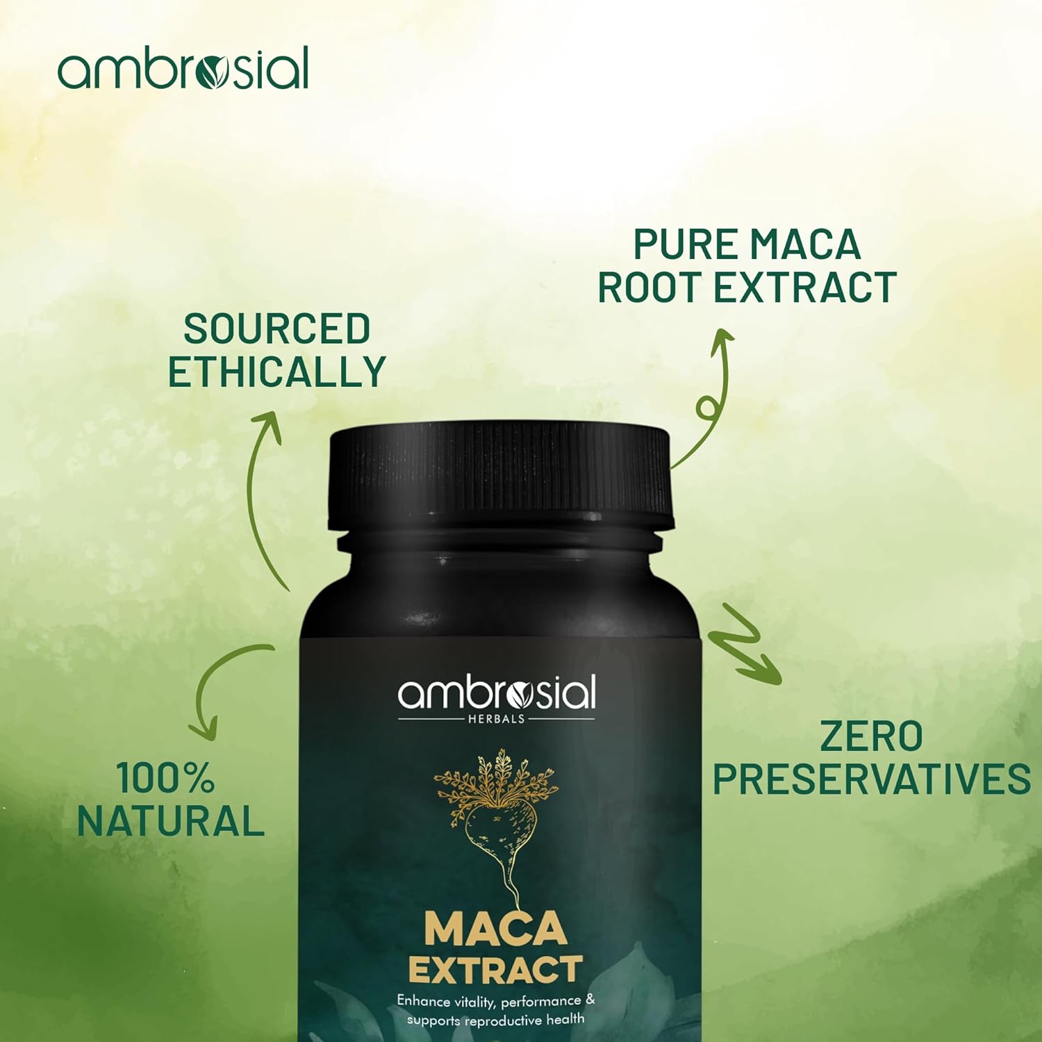 Ambrosial Maca Root Capsules for Men & Women | High Strength 500 mg Maca Root Powder EACH Capsule | Supports Building Stamina & Energy (Pack of 1-60 Capsules)