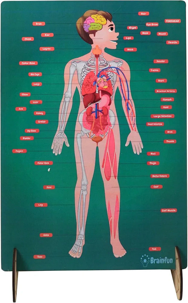 Lefan Human Body Parts Puzzle for Kids Anatomy Body Part Learn About Organs Best Birthday for Boys Girls 5-6-8-10-12 Years Educational Science Toy