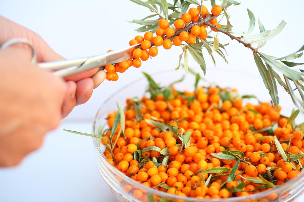 Namo Organics - 500g Himalayan Sea buckthorn Dry Berry â€“ Natural, Sun-Dried, Rich in Omega 3,6,7 and 9, & Vitamin C, E | Dried Seabuckthorn Berries | No Added Sugar or Preservatives