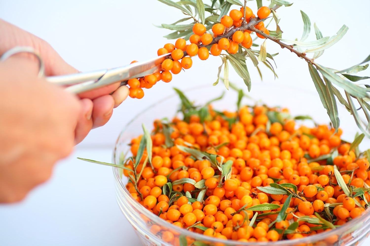 Namo Organics - 500g Himalayan Sea buckthorn Dry Berry â€“ Natural, Sun-Dried, Rich in Omega 3,6,7 and 9, & Vitamin C, E | Dried Seabuckthorn Berries | No Added Sugar or Preservatives