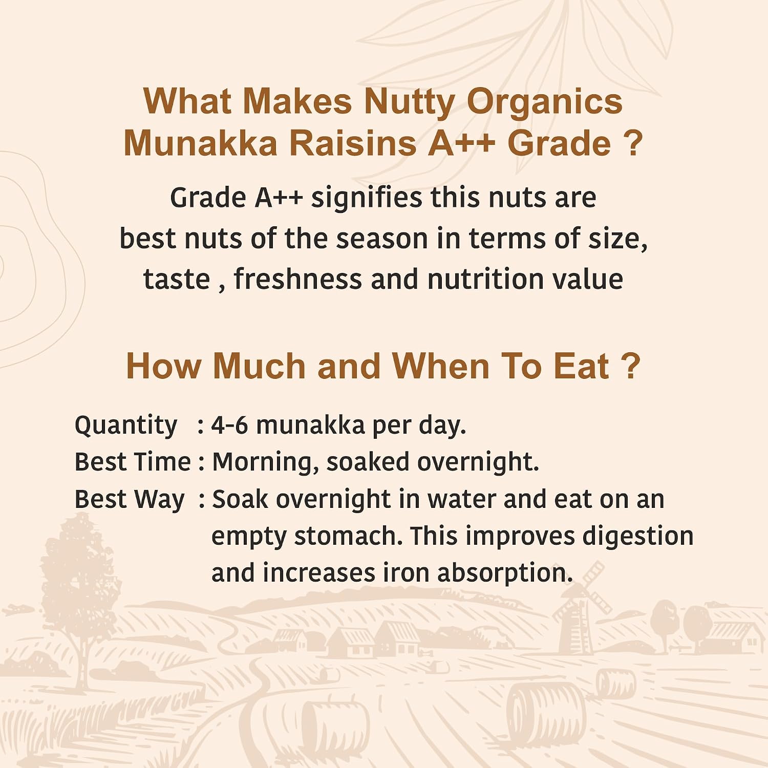 Nutty Organics Munaka Raisins 250 Gm | Nutritious| Rich in Iron | Tasty & Healthy Nuts Dry Fruits | Rich in Protein