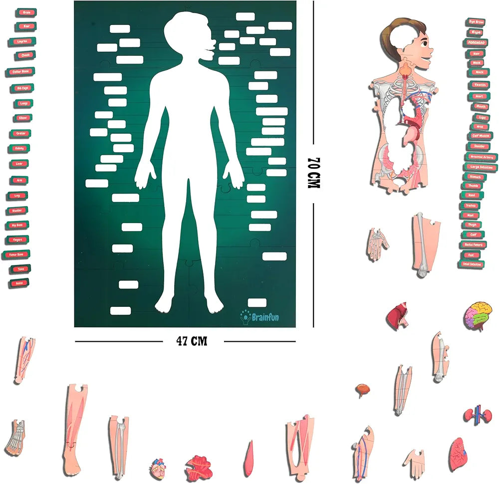 Lefan Human Body Parts Puzzle for Kids Anatomy Body Part Learn About Organs Best Birthday for Boys Girls 5-6-8-10-12 Years Educational Science Toy