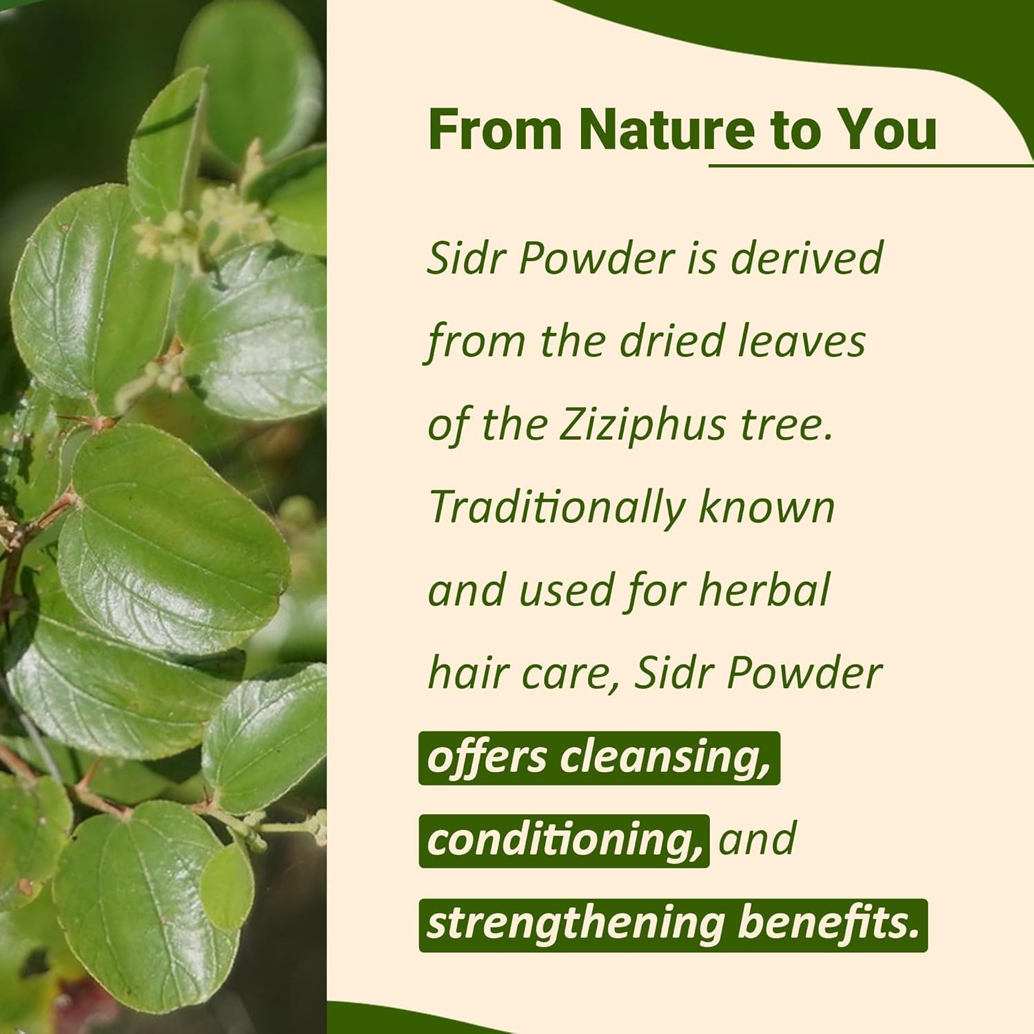 Namo Organcis - Sidr Leaves Powder - 300g | Natural Deep Cleansing & Conditioning Herb for Hair Care | Traditional Herbal Cleanser |Plant-based Source of Mucilages and Saponins