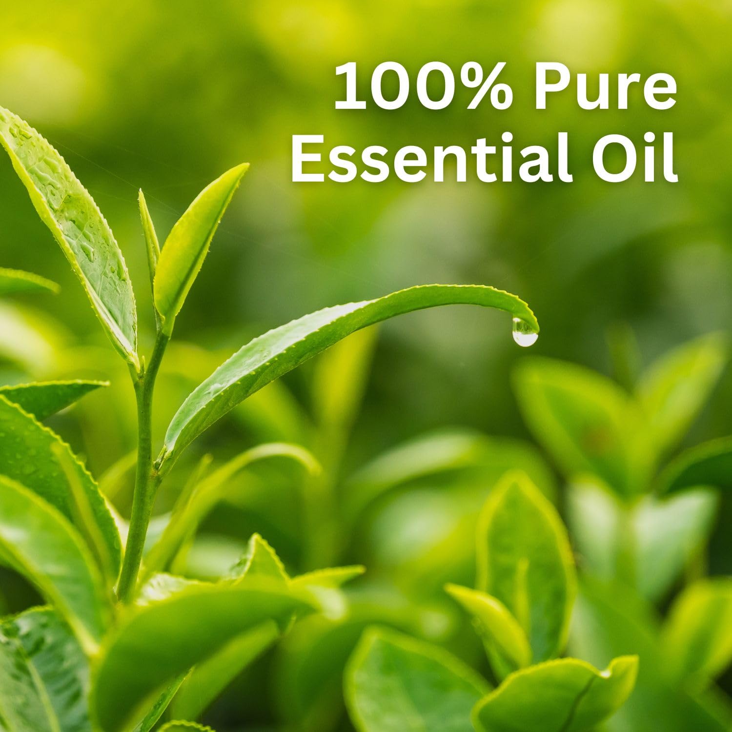 Aroma Treasures Tea Tree essential oil 100% Pure, multipurpose essential oil for acne, hair, skin, body, dandruff (30ml)