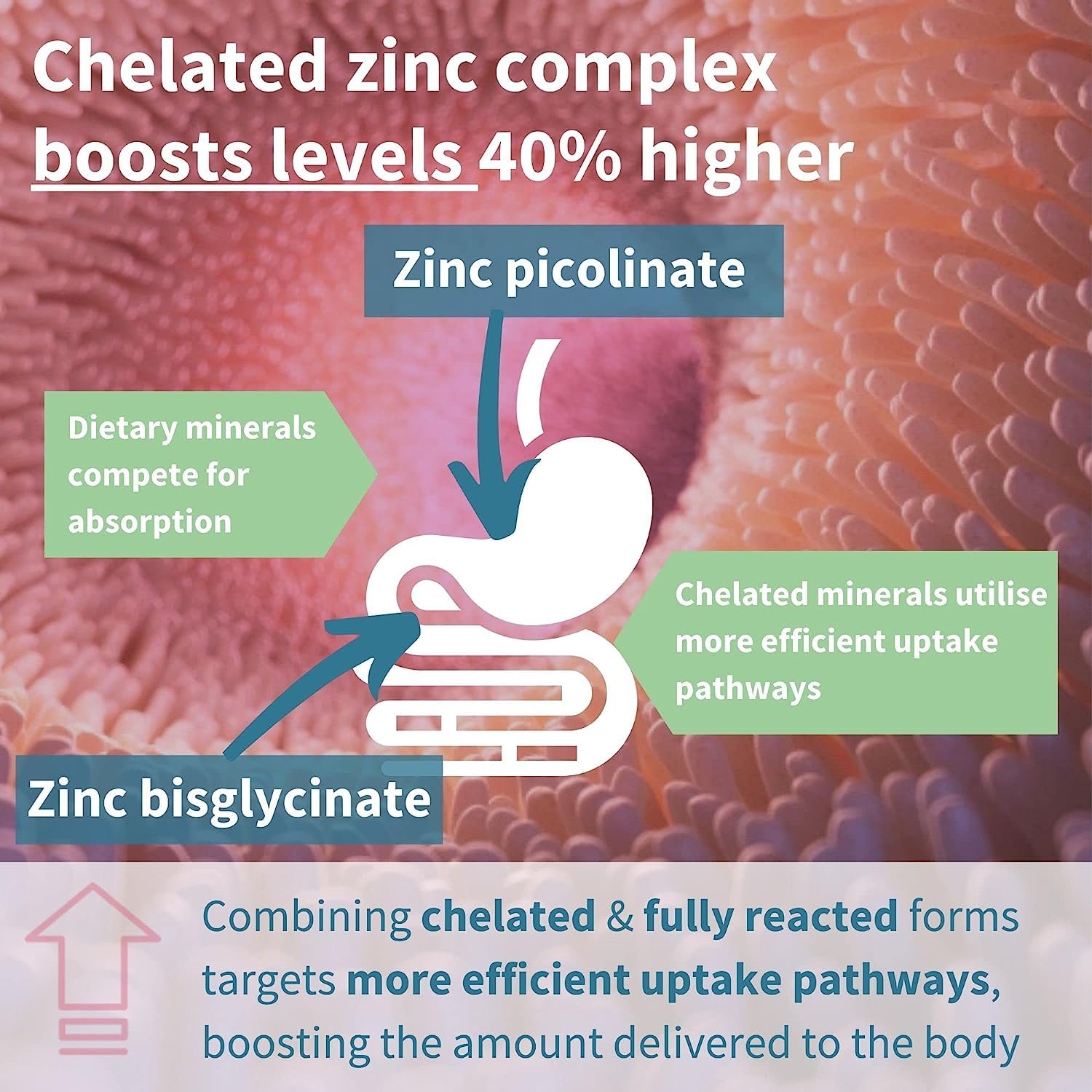 VITARUHEÂ® Chelated Zinc Picolinate & Bisglycinate Complex with Copper, Zinc for Immune, Skin and Cellular Health, High Absorption, Non-GMO, 90 Capsules