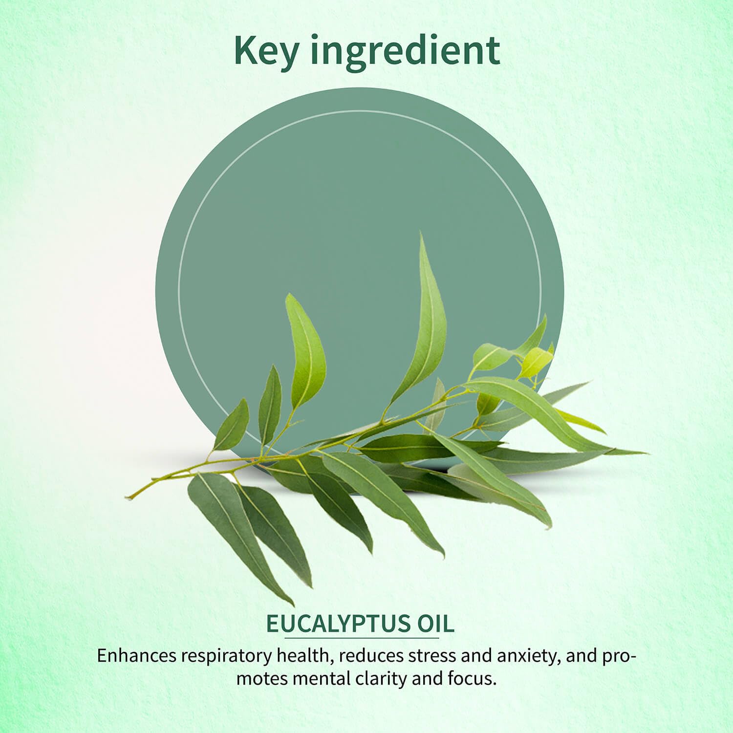 Ayouthveda Eucalyptus (Nilgiri) Essential Oil for Skin & Hair | Aromatherapy Kit for Stress Relief & Relaxation | 100% Pure & Natural Therapeutic Grade |Can Be Used as Air purifier (Pack Of 1; 15ml)