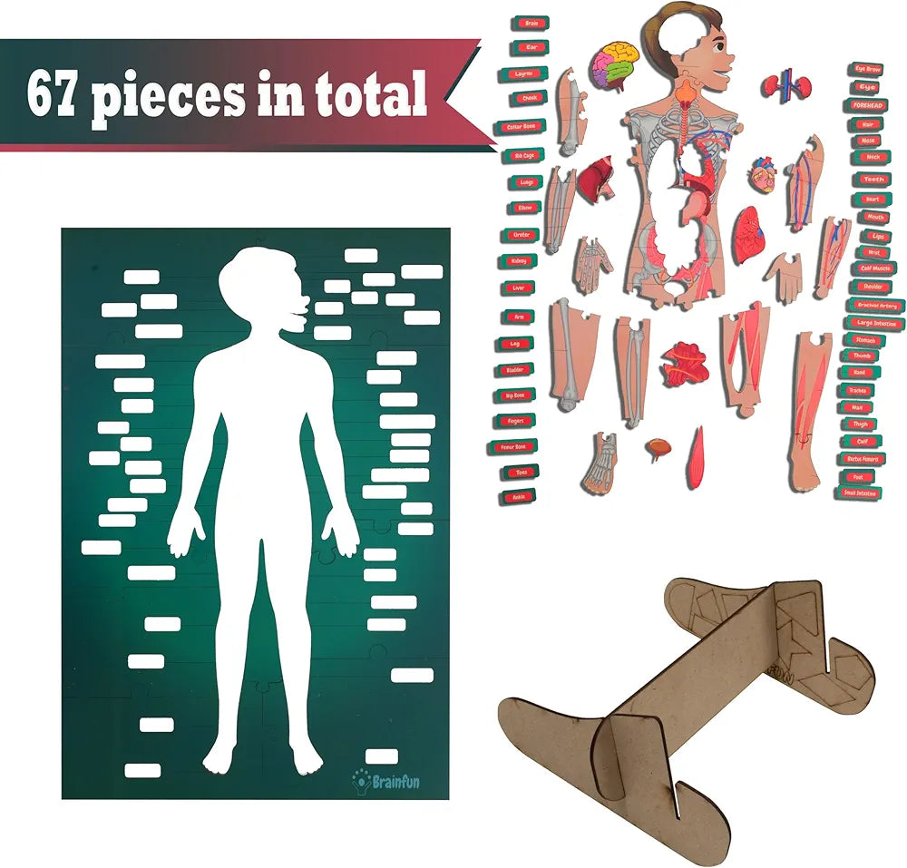 Lefan Human Body Parts Puzzle for Kids Anatomy Body Part Learn About Organs Best Birthday for Boys Girls 5-6-8-10-12 Years Educational Science Toy