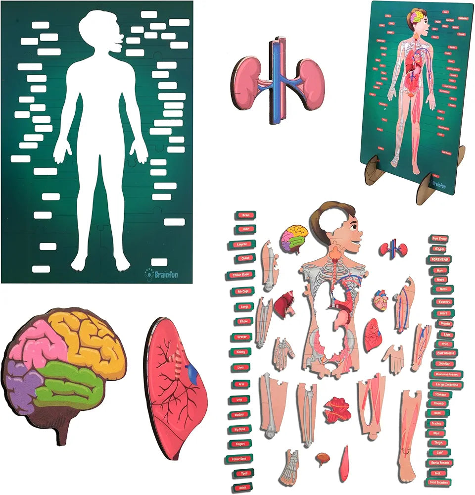 Lefan Human Body Parts Puzzle for Kids Anatomy Body Part Learn About Organs Best Birthday for Boys Girls 5-6-8-10-12 Years Educational Science Toy