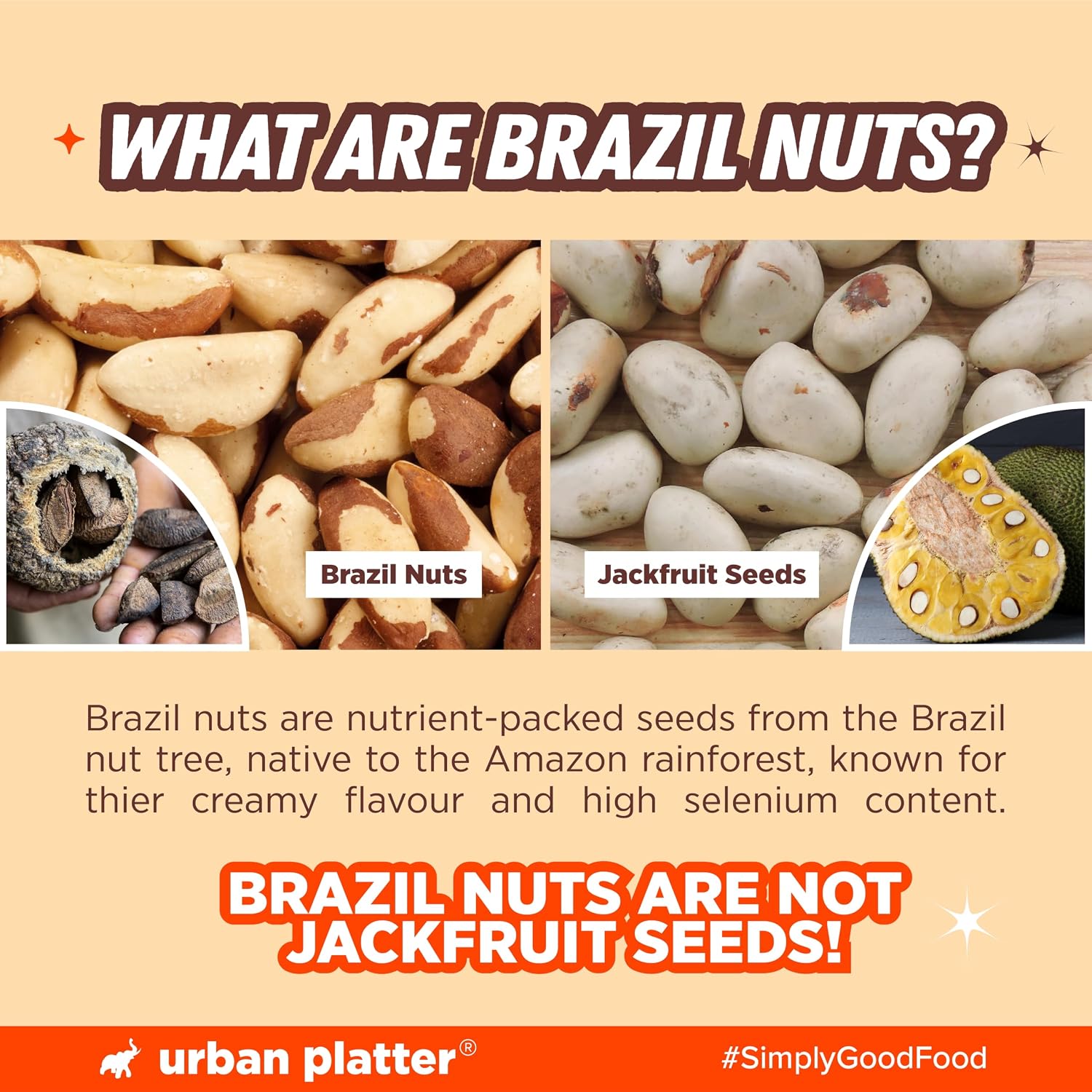 Urban Platter Brazil Nuts, 100g (Rich in Selenium | Superfood | Have 1 Daily | Product of Peru)