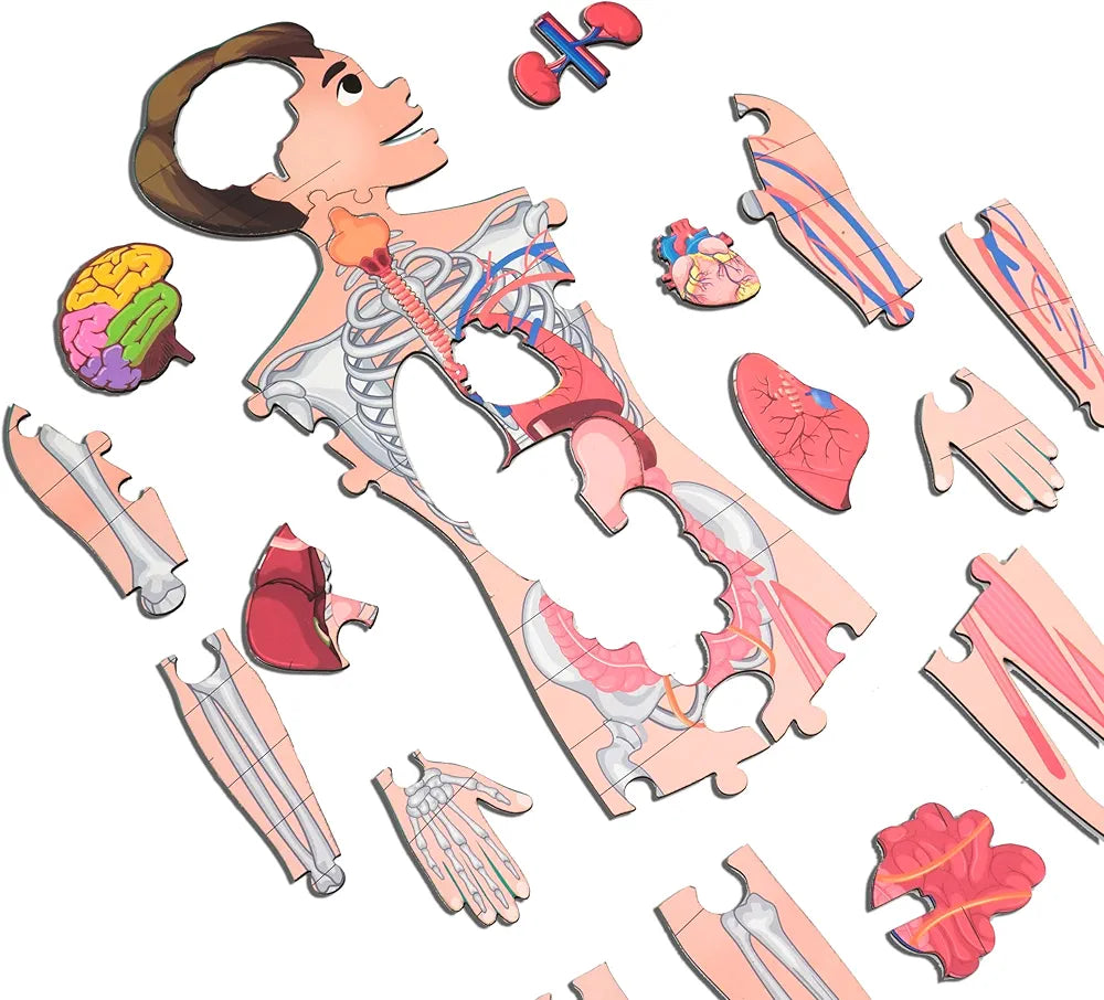 Lefan Human Body Parts Puzzle for Kids Anatomy Body Part Learn About Organs Best Birthday for Boys Girls 5-6-8-10-12 Years Educational Science Toy