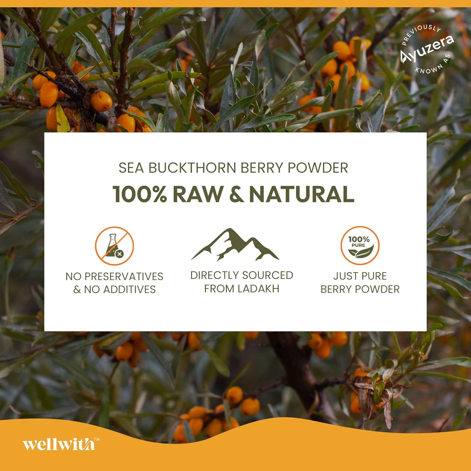 Wellwith Himalayan Sea Buckthorn Dry Berry Kkin Powder, 100g | Rich in Omega 3, 6, 7, 9 | Collagen, Fiber, Omegas, Vitamin C, Vitamin E | Dry Sea Buckthorn Berry Powder (100, Grams)