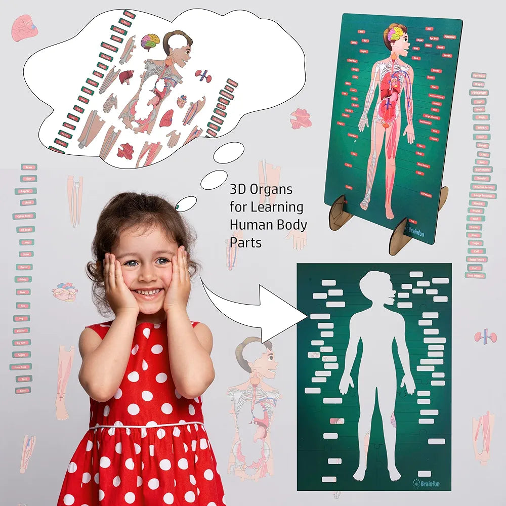 Lefan Human Body Parts Puzzle for Kids Anatomy Body Part Learn About Organs Best Birthday for Boys Girls 5-6-8-10-12 Years Educational Science Toy