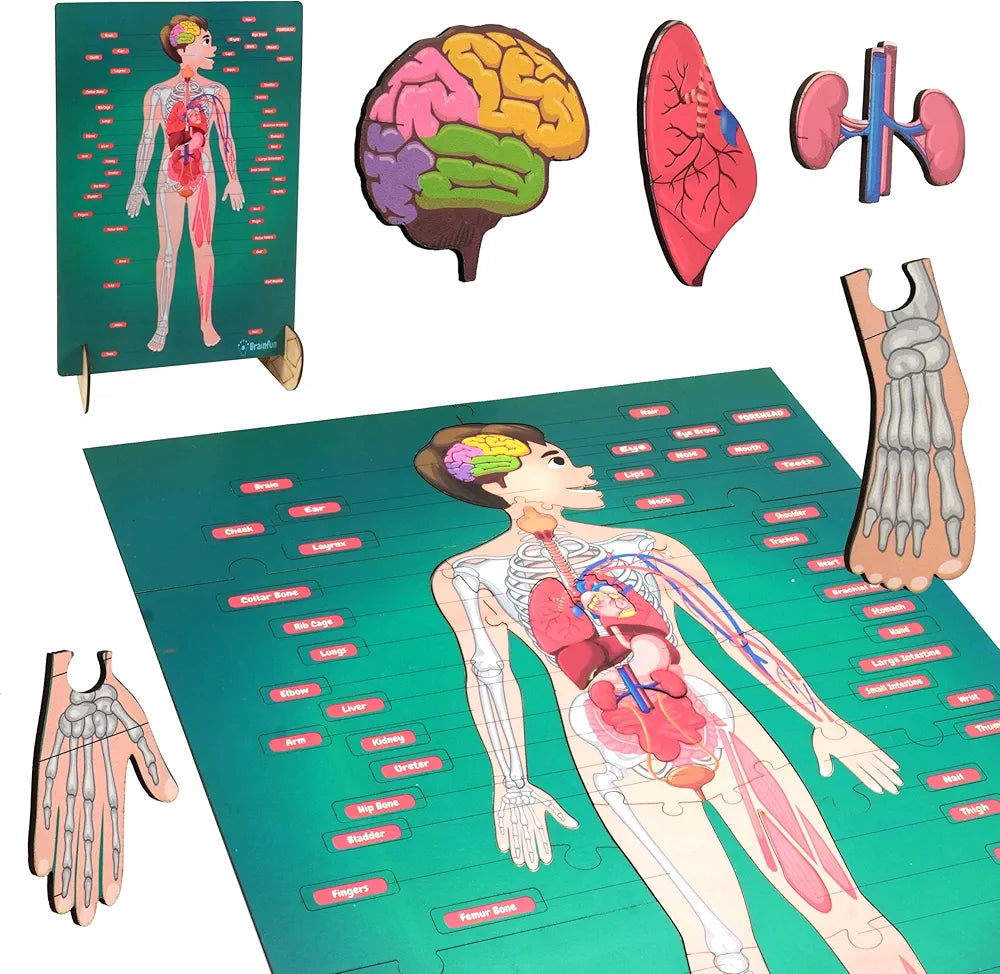 Lefan Human Body Parts Puzzle for Kids Anatomy Body Part Learn About Organs Best Birthday for Boys Girls 5-6-8-10-12 Years Educational Science Toy
