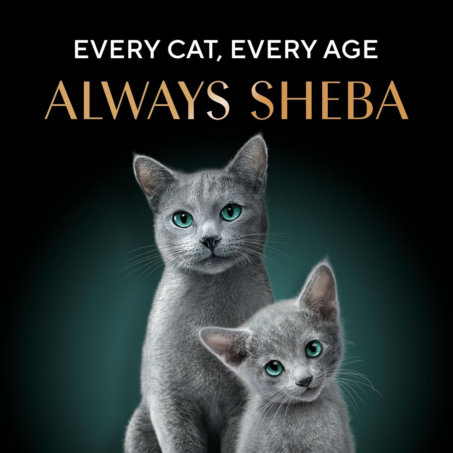 Sheba Rich Premium Adult (1+ Years) Wet Cat Food, Fish with Dry Bonito Flavour, 35 g Pouch (Pack of 12), High-moisture wet food for healthy hydration