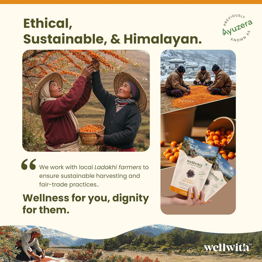 Wellwith by Ayuzera Sea buckthorn Dry Berry 100g – Natural, Sun-Dried, Rich in Omega 3,6,7 and 9, & Vitamin C, E | Dried Seabuckthorn Berries | No Added Sugar or Preservatives