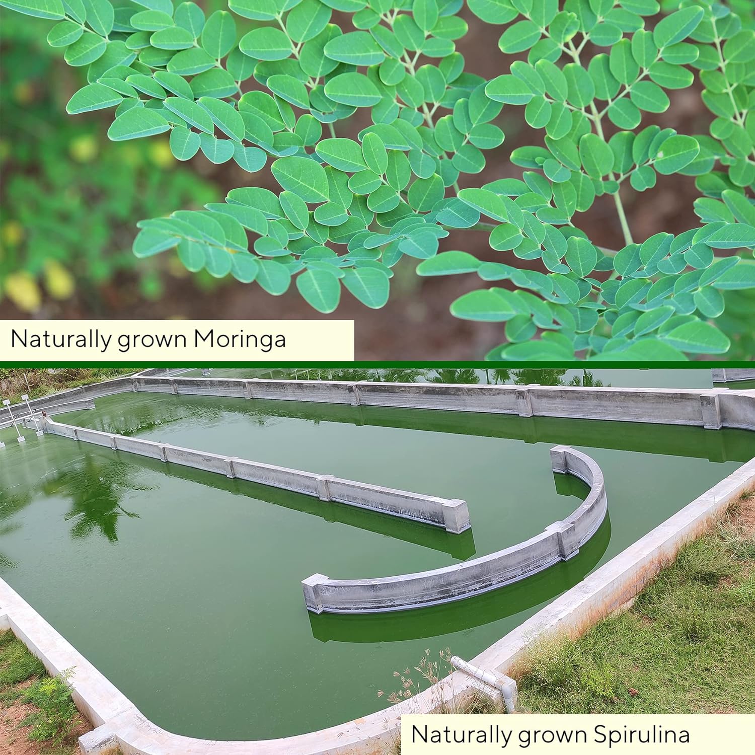 Grenera Moringa and Spirulina Combo