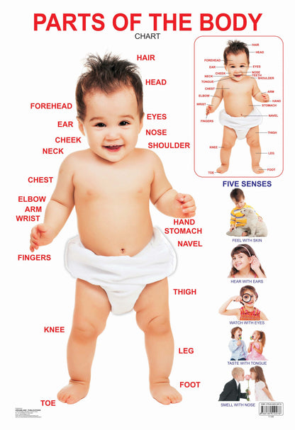 Dreamland Publications Educational Chart for Kids - Parts of The Body