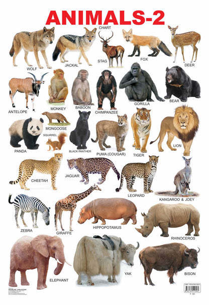 Dreamland Publications Educational Chart for Kids - Animals-2