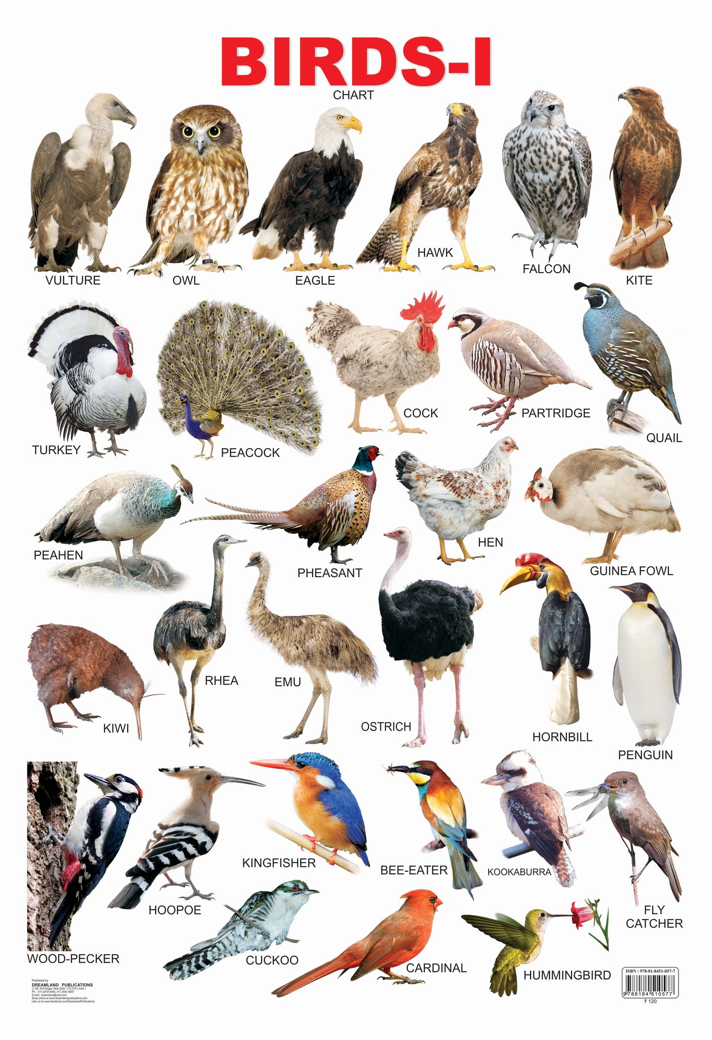 Dreamland Publications Educational Chart for Kids - Birds-1
