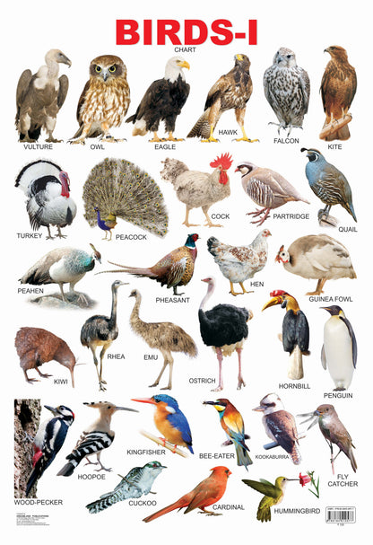 Dreamland Publications Educational Chart for Kids - Birds-1