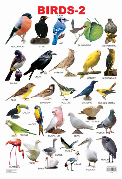 Dreamland Publications Educational Chart for Kids - Birds-2