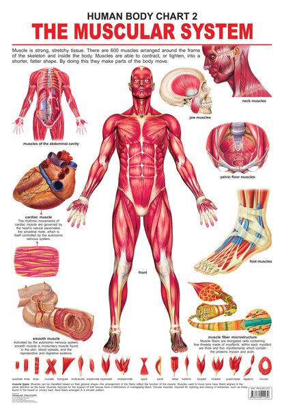 Dreamland Publications Educational Chart for Kids - The Muscular System