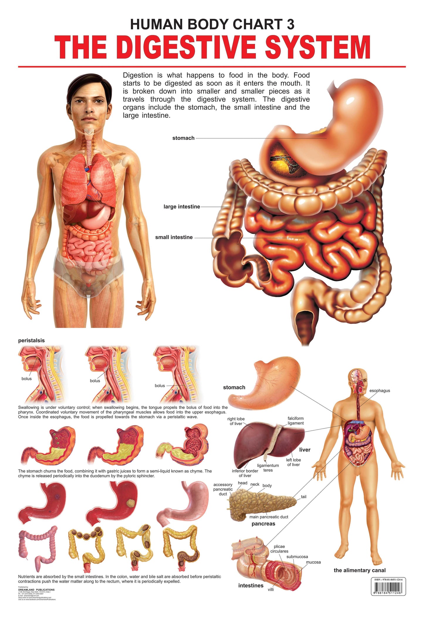 Dreamland Publications Educational Chart for Kids - The Digestive System