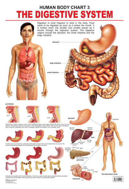 Dreamland Publications Educational Chart for Kids - The Digestive System
