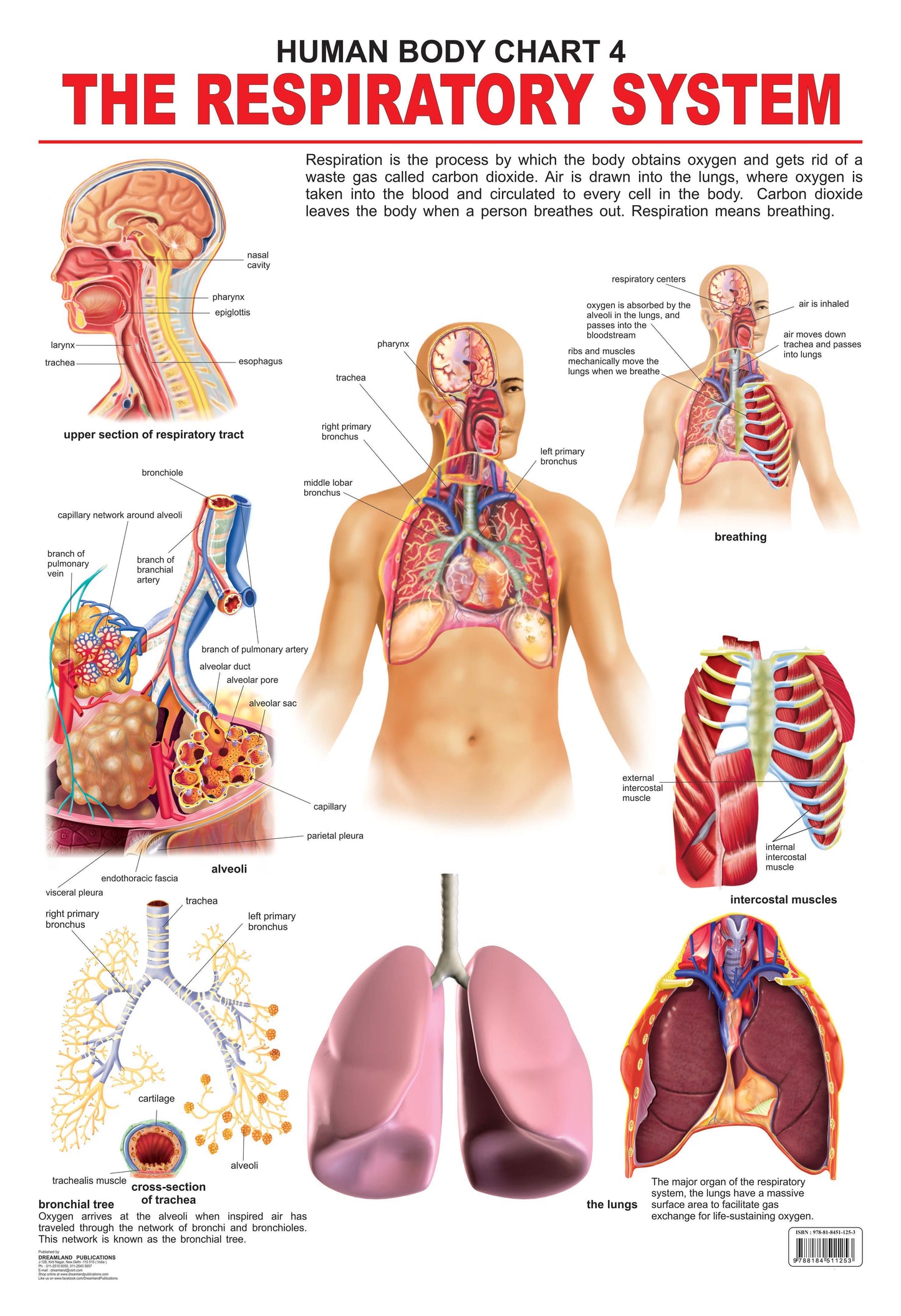 Dreamland Publications Educational Chart for Kids - The Respiratory System